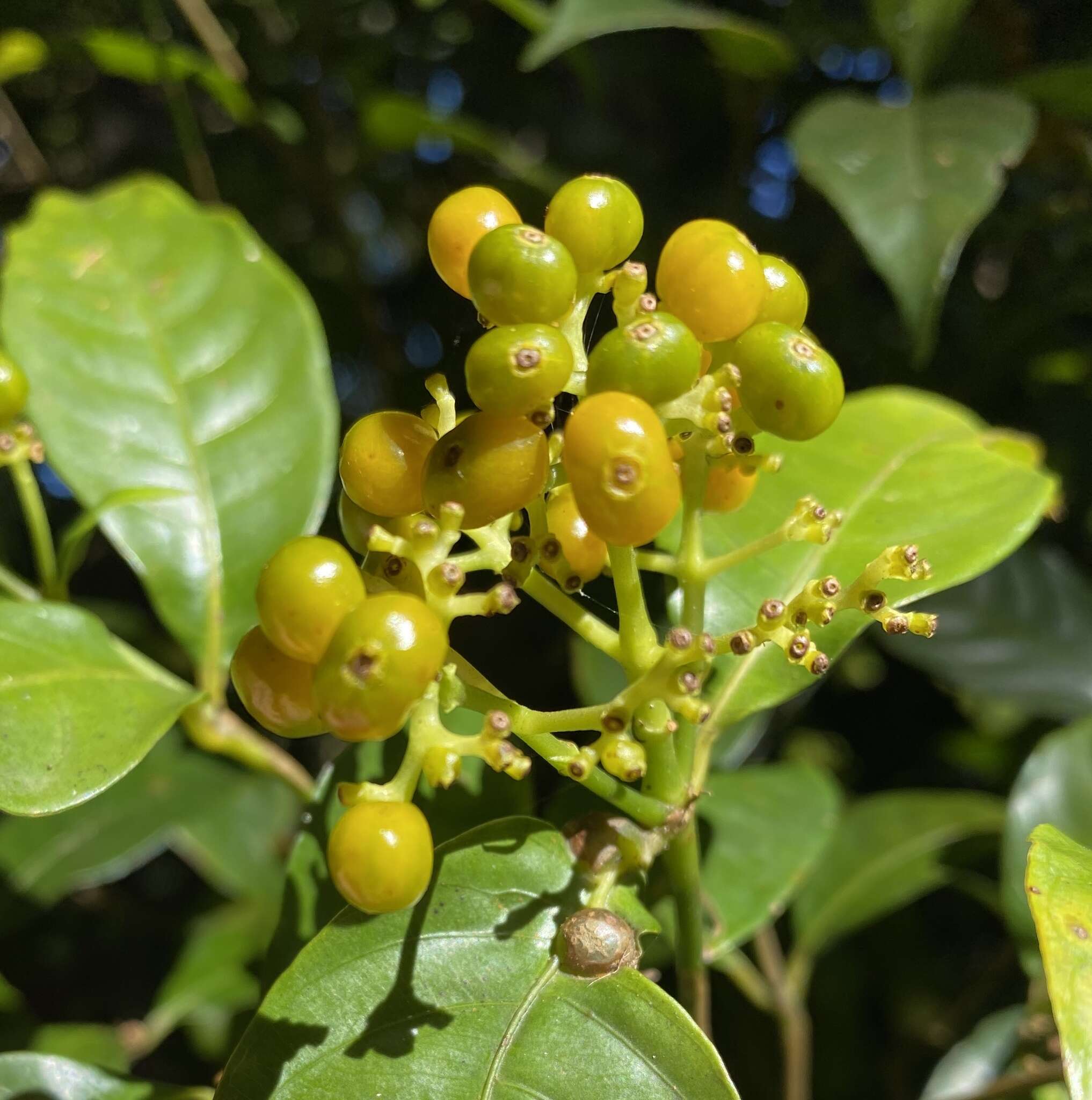 Plancia ëd Palicourea valerioana