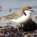 Charadrius ruficapillus Temminck 1821 resmi