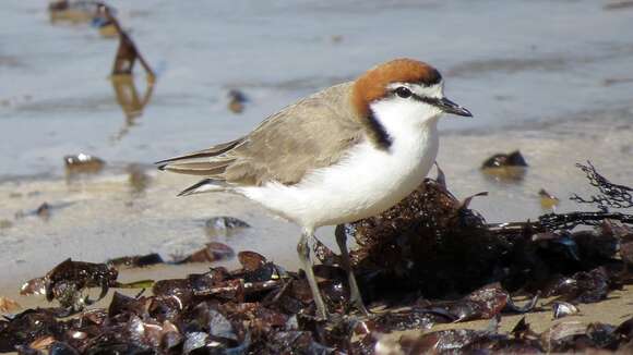 Charadrius ruficapillus Temminck 1821 resmi