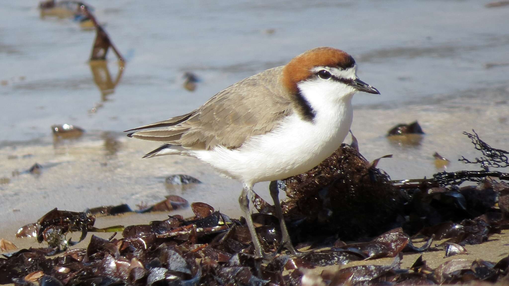 Imagem de Charadrius ruficapillus Temminck 1821