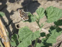 Image of Small Checkered Skipper