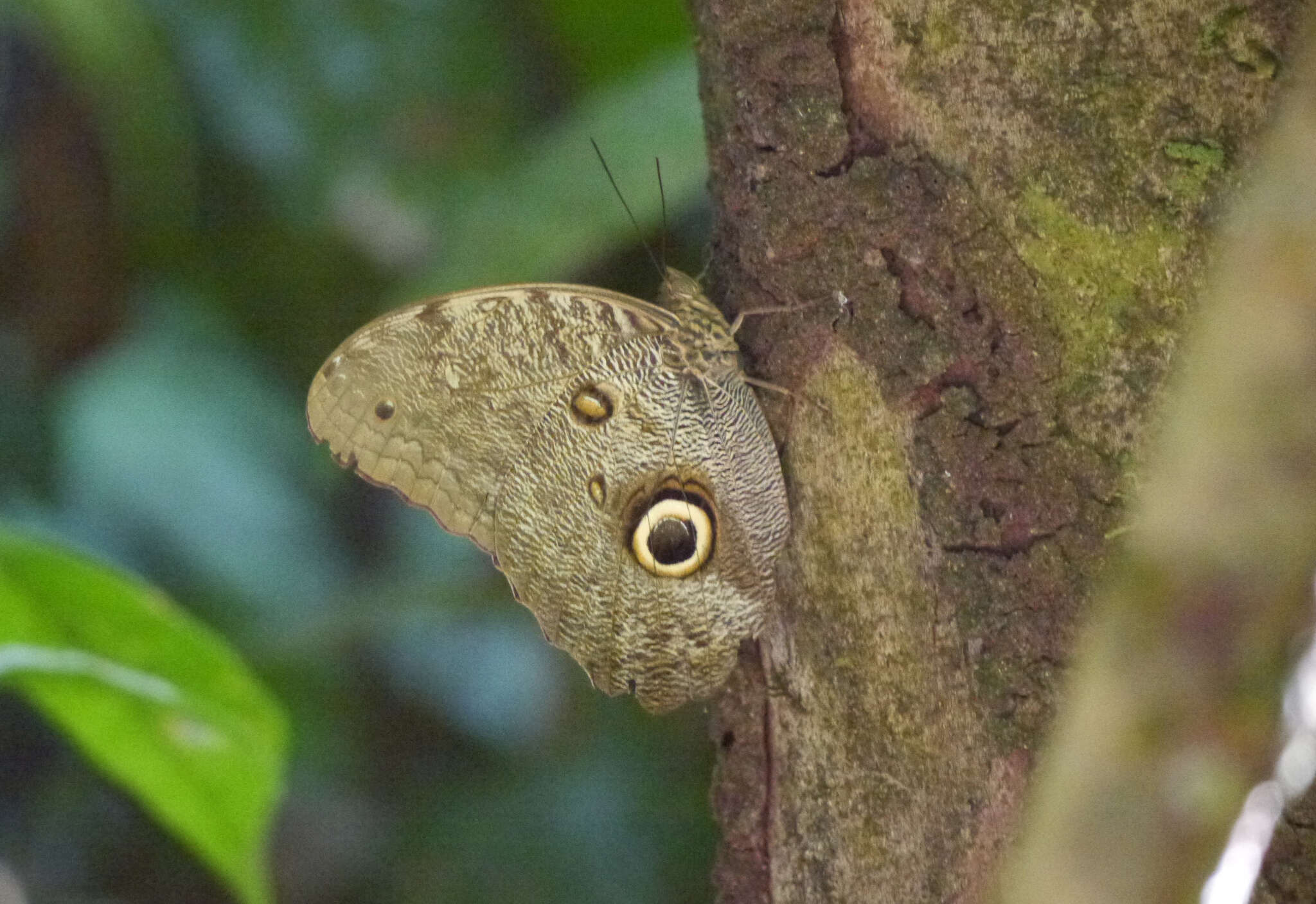 Imagem de Caligo eurilochus Cramer 1776