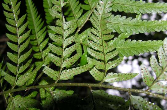 Polystichum drepanum (Sw.) C. Presl的圖片