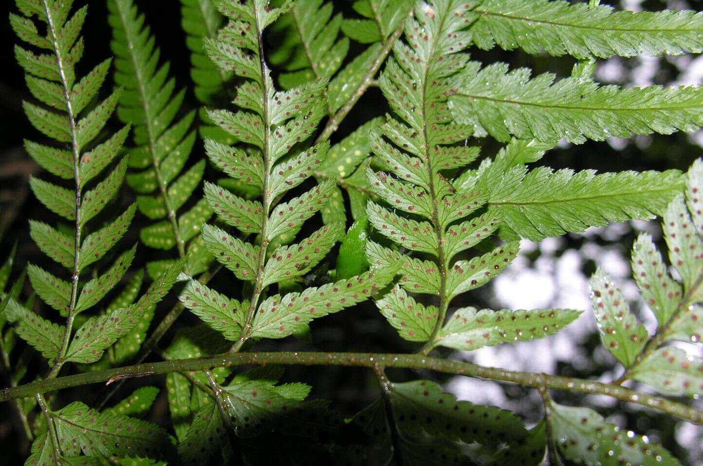 Polystichum drepanum (Sw.) C. Presl resmi