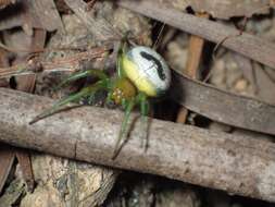 Image of Bijoaraneus mitificus