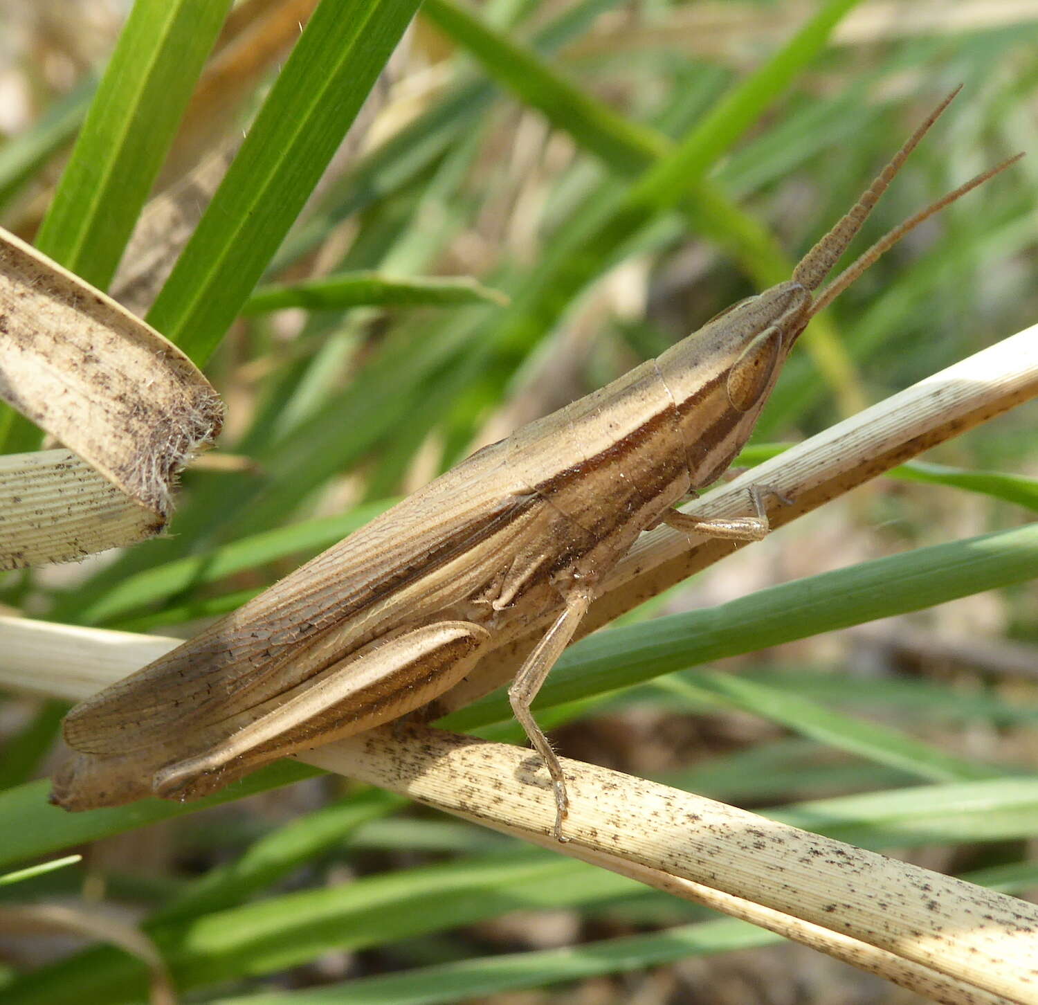 Plancia ëd Platypternodes brevipes (Stål 1876)