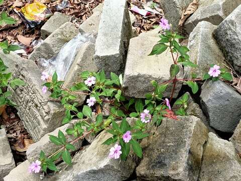 Image of Broad-petaled Balsam