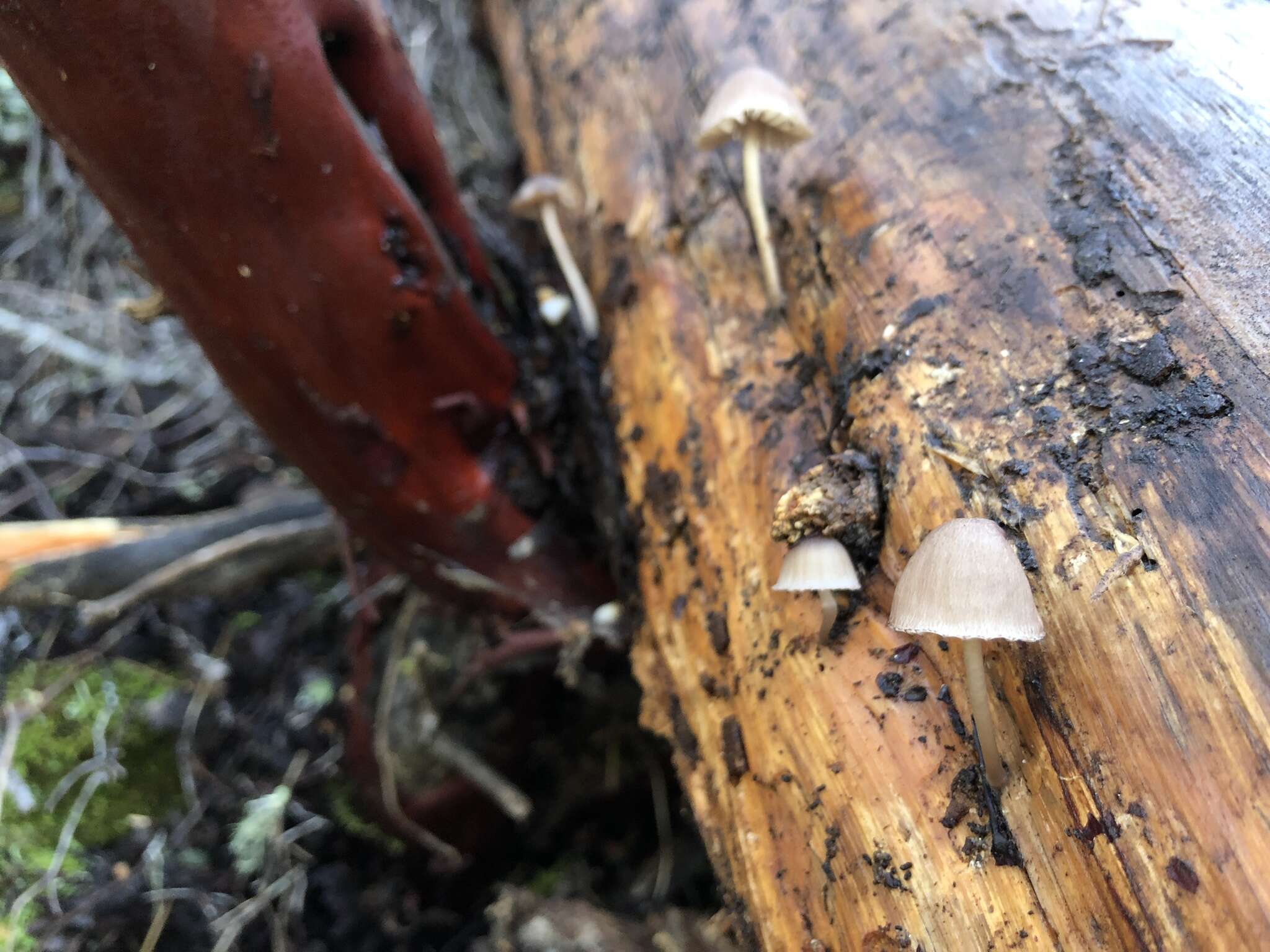 Sivun Mycena bulliformis B. A. Perry & Desjardin 2016 kuva