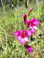 Image of Gladiolus illyricus W. D. J. Koch