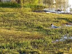 Image de Mouette de Patagonie