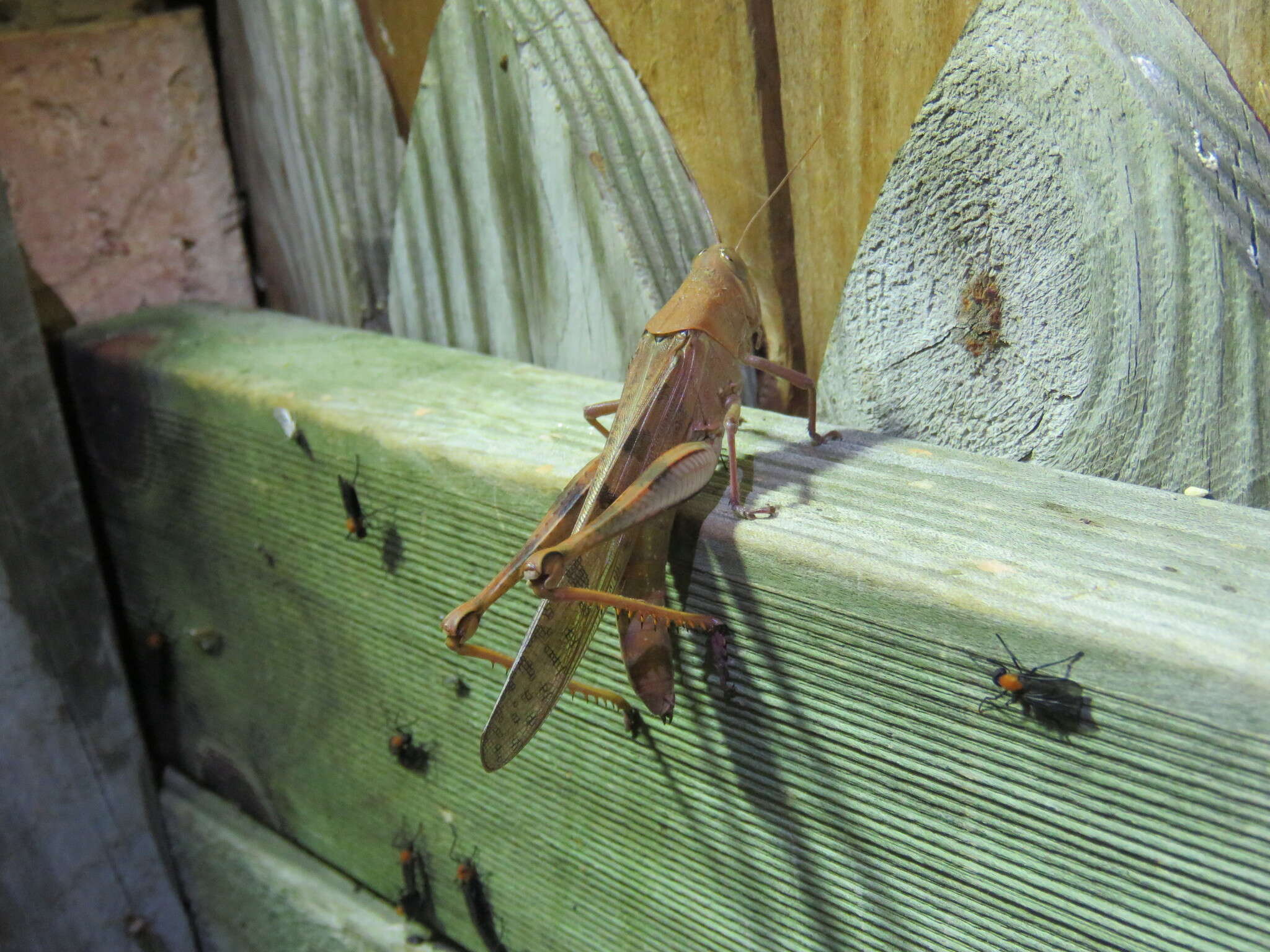 Austracris basalis (Walker & F. 1870) resmi