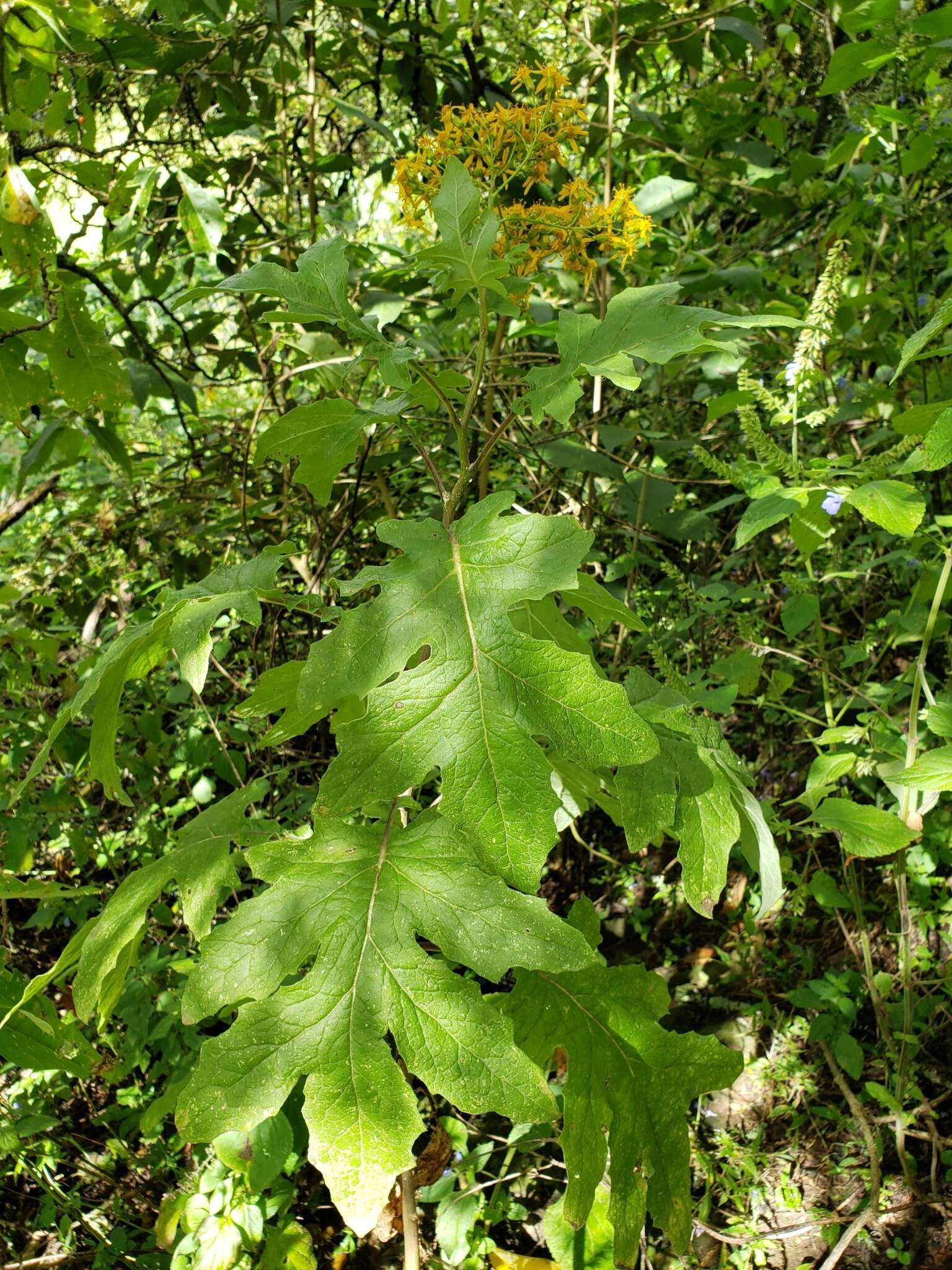 Image of Roldana heracleifolia (Hemsl) H. Rob. & Brettell