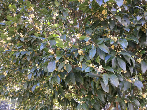 Imagem de Osmanthus fragrans Lour.