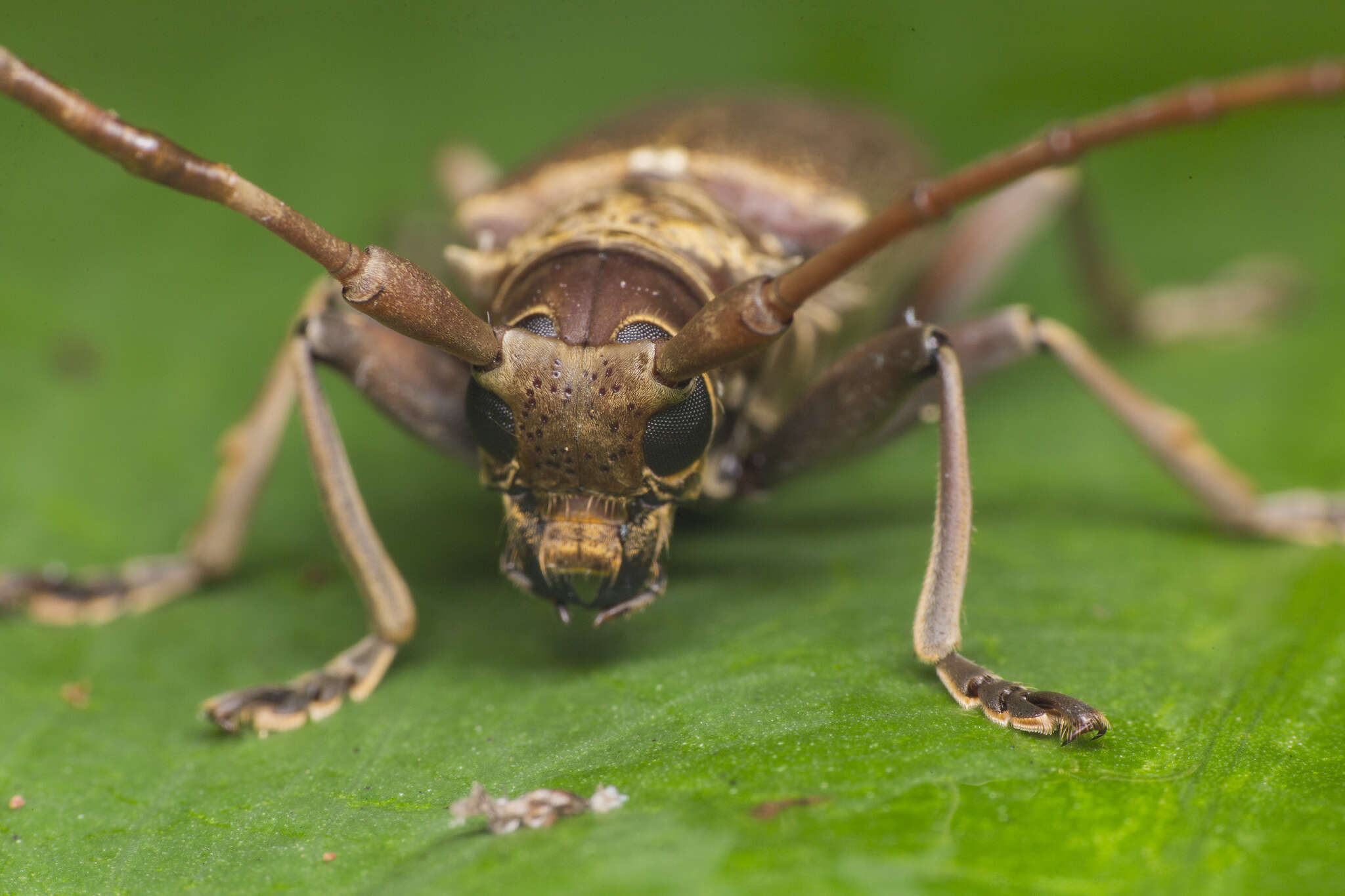 Image de Acalolepta rusticatrix (Fabricius 1801)