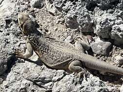 Image of Monserrat Chuckwalla