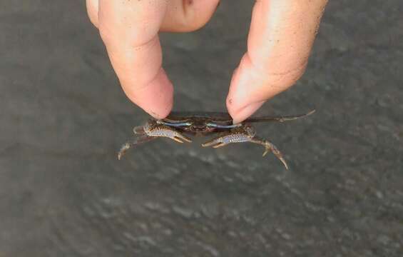 Image of Macrophthalmus subgen. Macrophthalmus Desmarest 1823