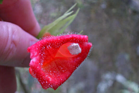 Image of Nematanthus crassifolius (Schott) Wiehler