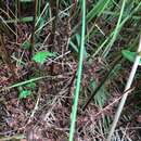 Image of eastern marsh fern