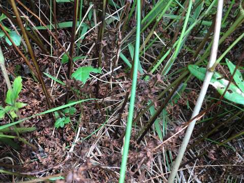 Sivun Thelypteris palustris subsp. pubescens (Lawson) Fraser-Jenkins kuva