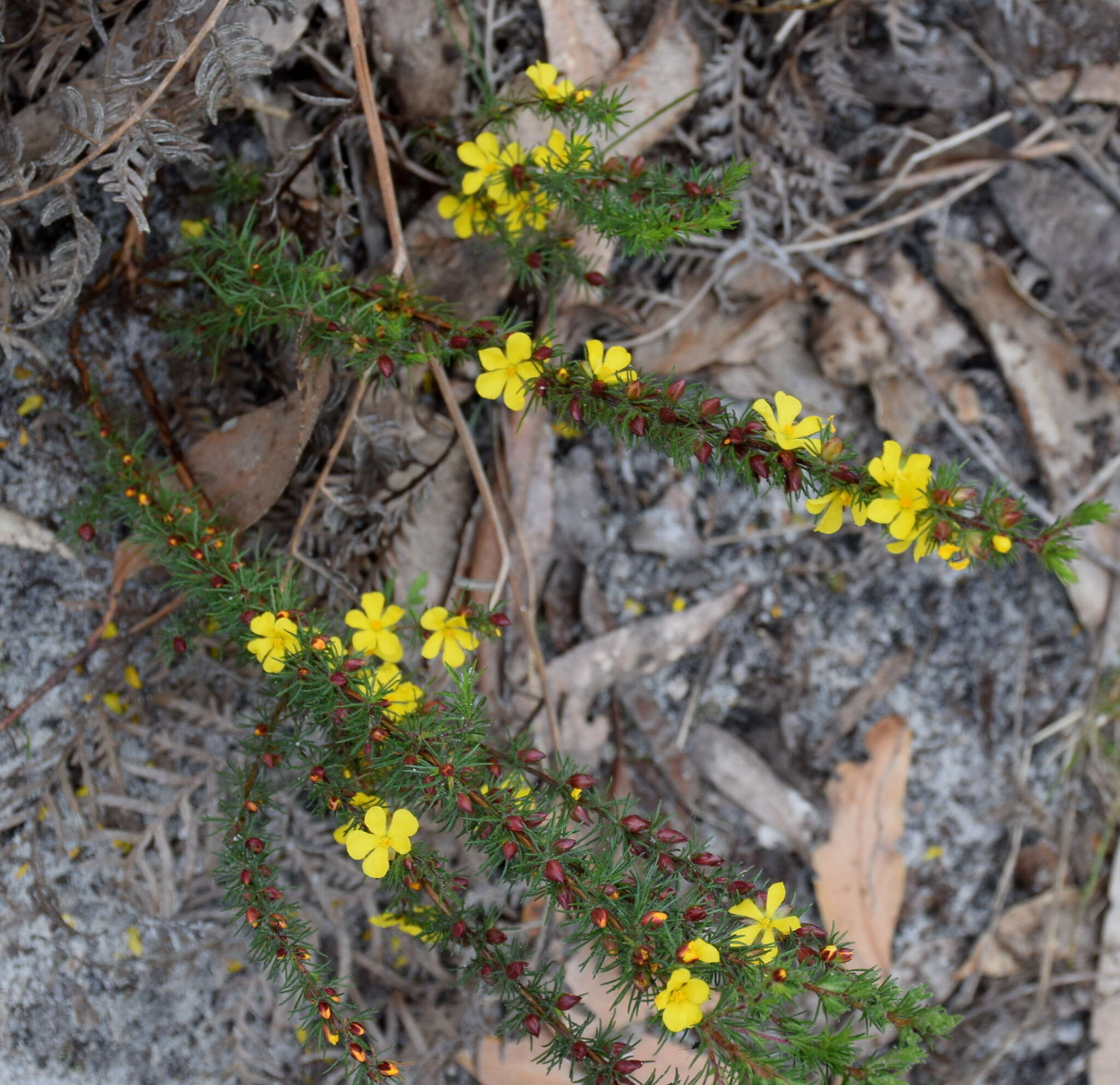 Hibbertia prostrata Hook. resmi