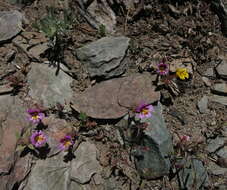 Image of red monkeyflower