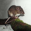 Image of Simon's Spiny Rat