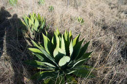 Слика од Agave maximiliana var. katharinae (A. Berger) Gentry