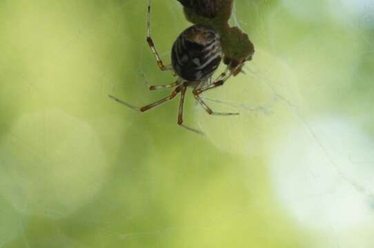 Image of Parasteatoda simulans (Thorell 1875)