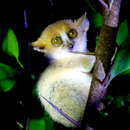 Слика од џуџест глувчешки лемур