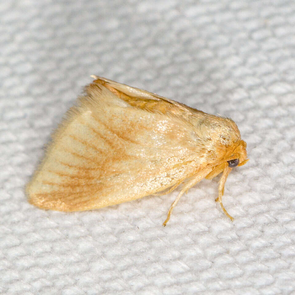 Image of Warm-chevroned Moth