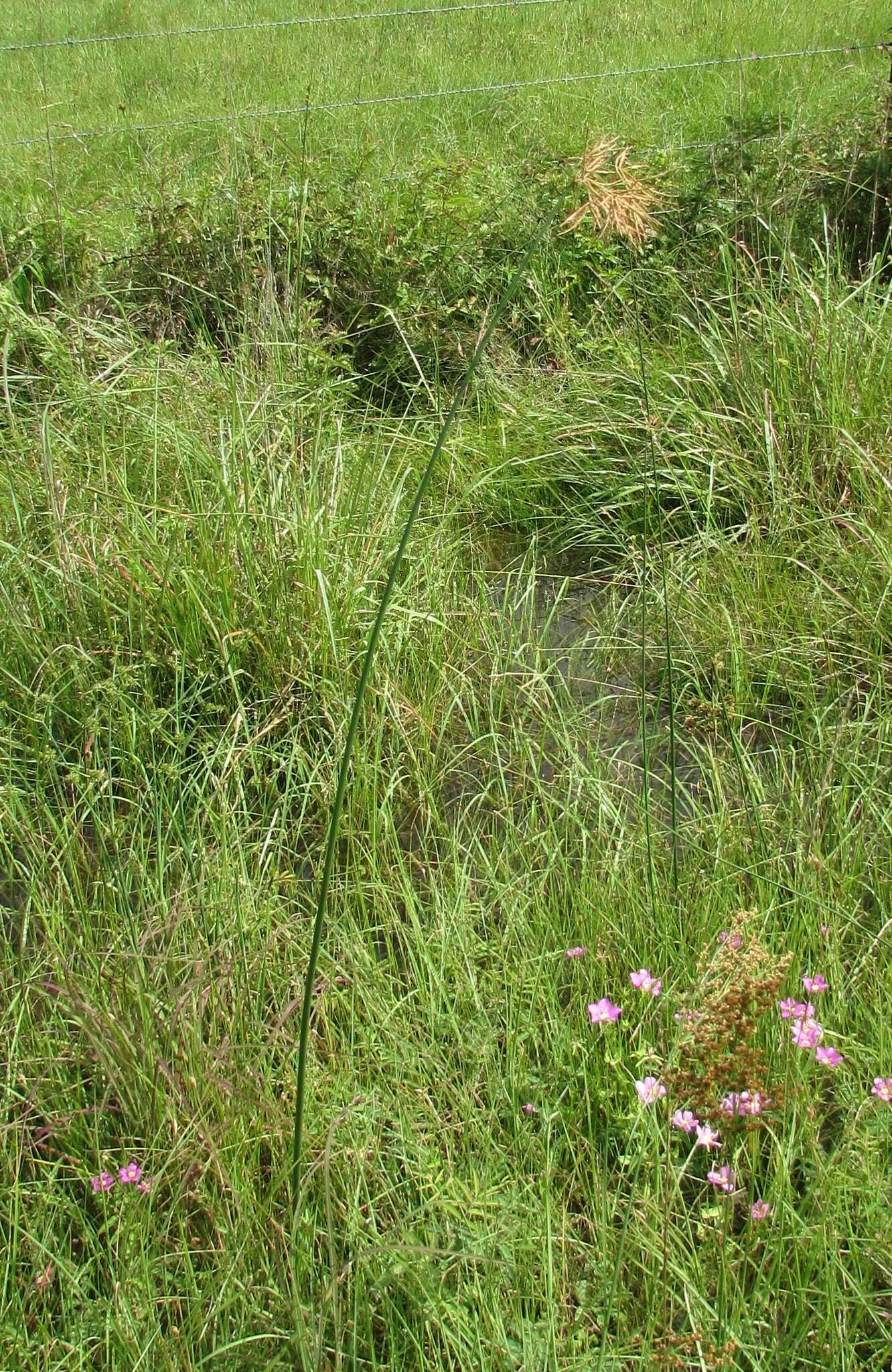 Image of Jointed Flatsedge