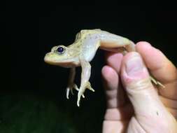 Image de Lithobates onca (Cope ex Yarrow 1875)