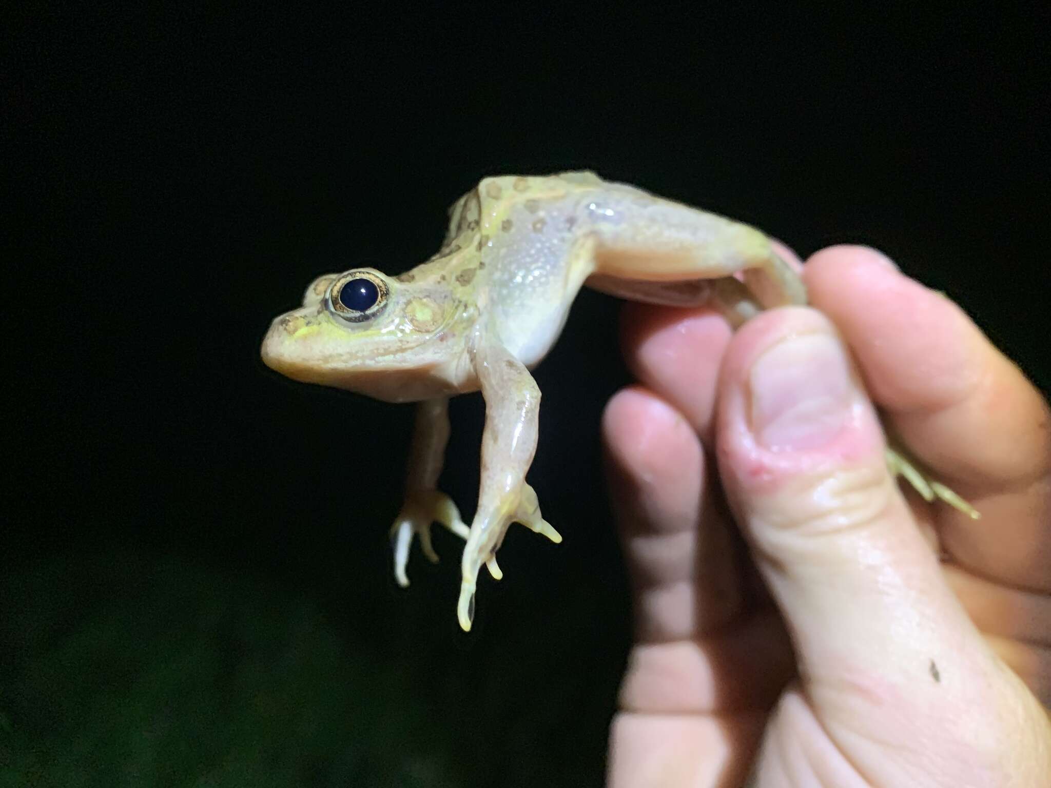 Sivun Lithobates onca (Cope ex Yarrow 1875) kuva