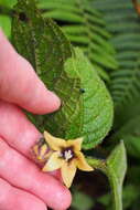 Image de Witheringia macrantha (Standl. & Morton) Hunz.