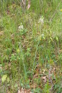 Image of Boivin's Rockcress