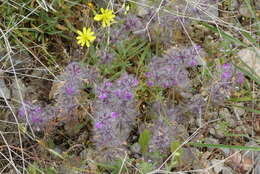 Image of Stachys lavandulifolia Vahl