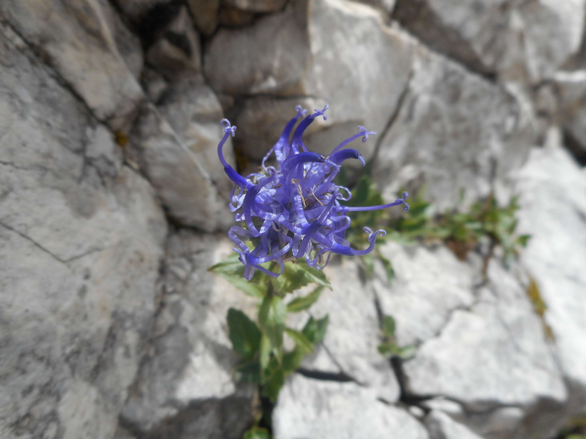 Image of Horned Rampion