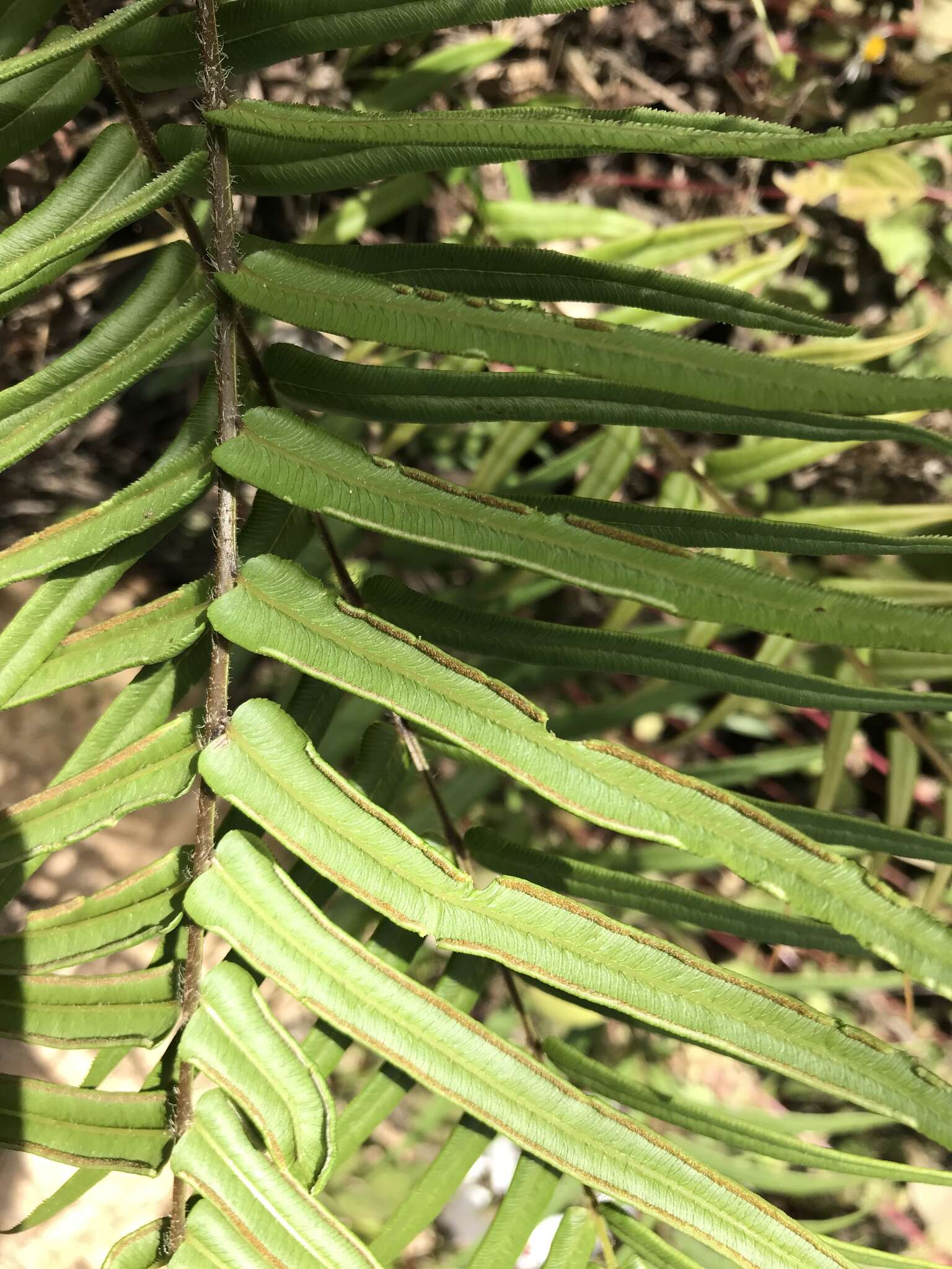 Слика од Pteris vittata L.