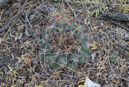 Image of Thelocactus hexaedrophorus (Lem.) Britton & Rose