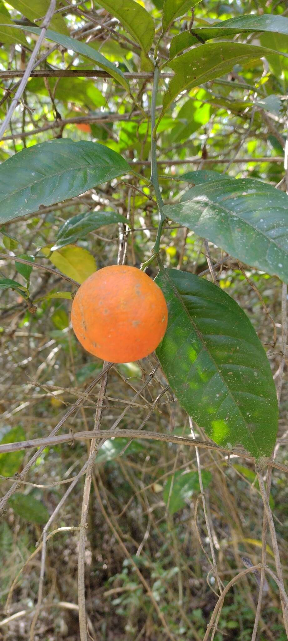 Image of Citrus limonia Osbeck