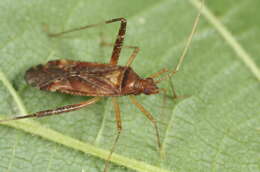 Image of Phytocoris ulmi (Linnaeus 1758)