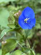 Image of commelina