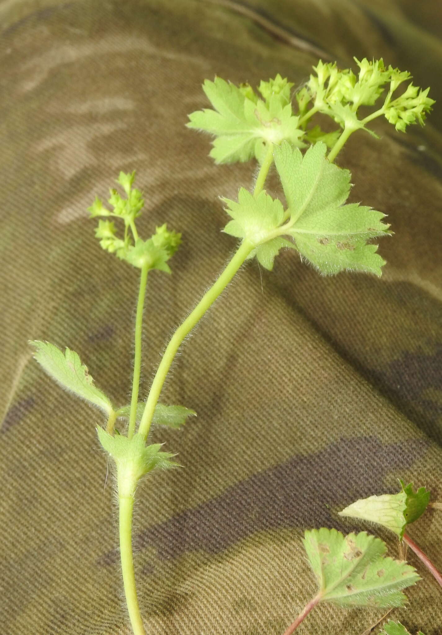 Image of Alchemilla micans Buser
