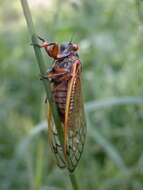 Image of 13 Year Periodical Cicada