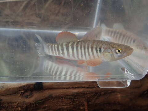 Image of Plains Killifish