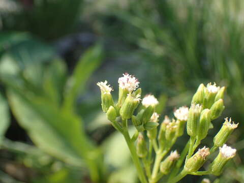 Image of Senecio rhyncholaenus DC.