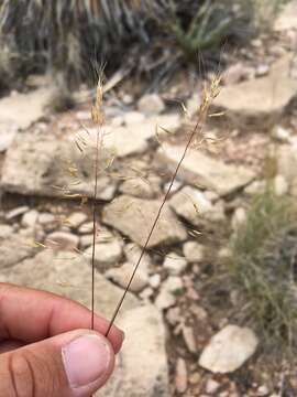 Image of curlyleaf muhly