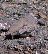 Image of Golden-spotted Ground Dove