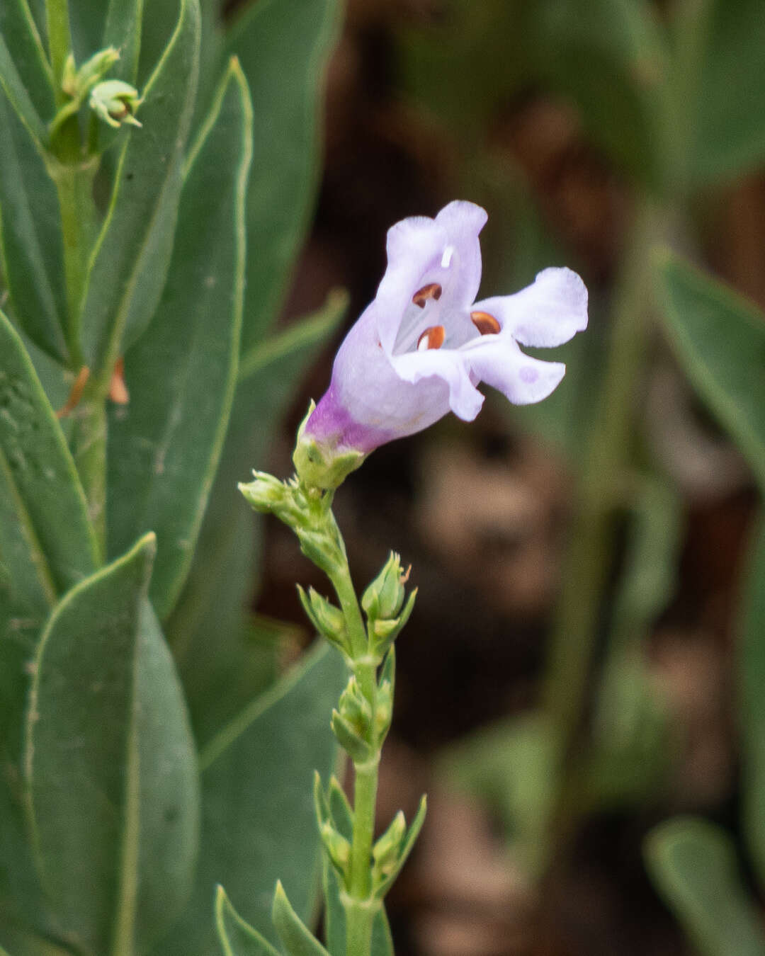 Image of broadleaf beardtongue