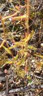 Imagem de Drosera liniflora Debbert